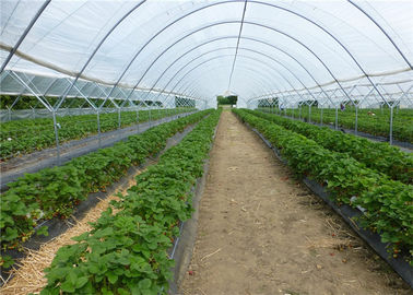 Chine Fabrication agricole de maille d'insecte de nouveau HDPE de 100% anti pour la serre chaude de tomate et de chou fournisseur