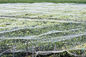Insecte agricole de jardin de maille d'écran d'insecte de serre chaude prenant l'OIN au filet de GV énumérée fournisseur