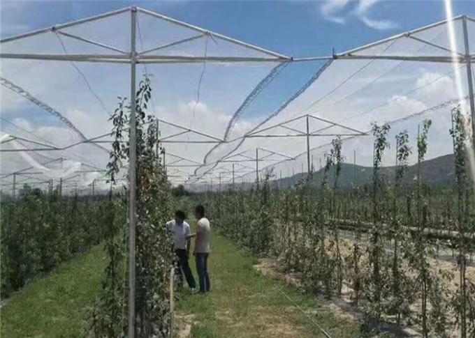 Protection agricole avec la fabrication nette UV de maille d'insecte de verger et l'anti grêle pour des pommiers
