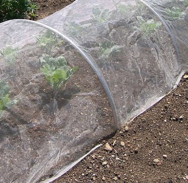 Filet blanc d'insecte de mouche aphis agricole en plastique de serre chaude d'anti pour la protection végétale