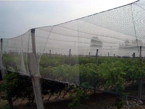 250 mètres de HDPE d'insecte de fabrication 100% de maille pour la serre chaude végétale agricole
