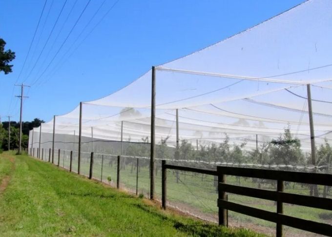 Fabrication agricole de protection de maille d'insecte, maille d'écran de mouche d'insecte