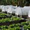 25 maille en plastique colorée transparente blanche de fabrication d'exclusion d'insecte de serre chaude de jardin de la maille 45g pour le protectio d'horticulture fournisseur