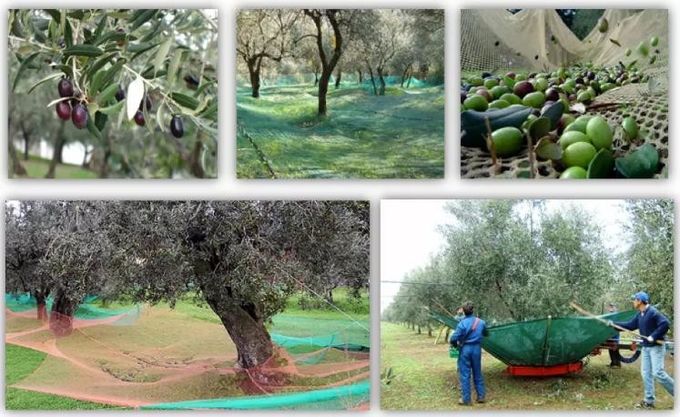 Filet olive de récolte de HDPE pour rassembler des olives et d'autres fruits pendant des saisons de récolte